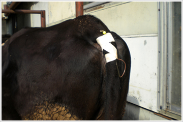 �u�`���[�u�ɗ]�T����������v���i