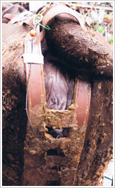 �S�E���ʐ^