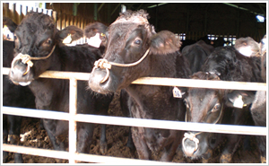 �b��q��l�̋�