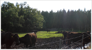 �A�ؖq��l���i